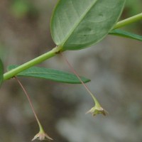 Phyllanthus gardnerianus (Wight) Baill.